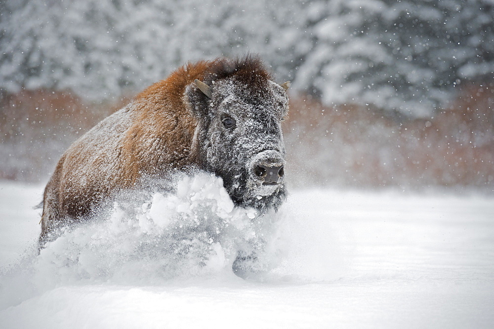 American bison (American buffalo) (Bison bison), Montana, United States of America, North America