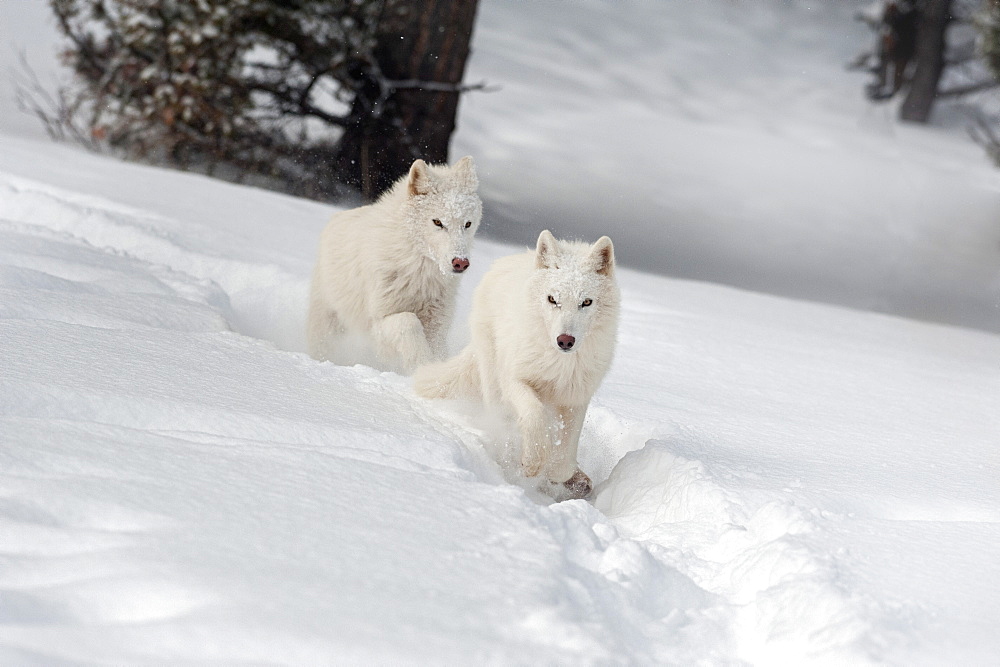 Arctic wolf (Canis lupus arctos), Montana, United States of America, North America