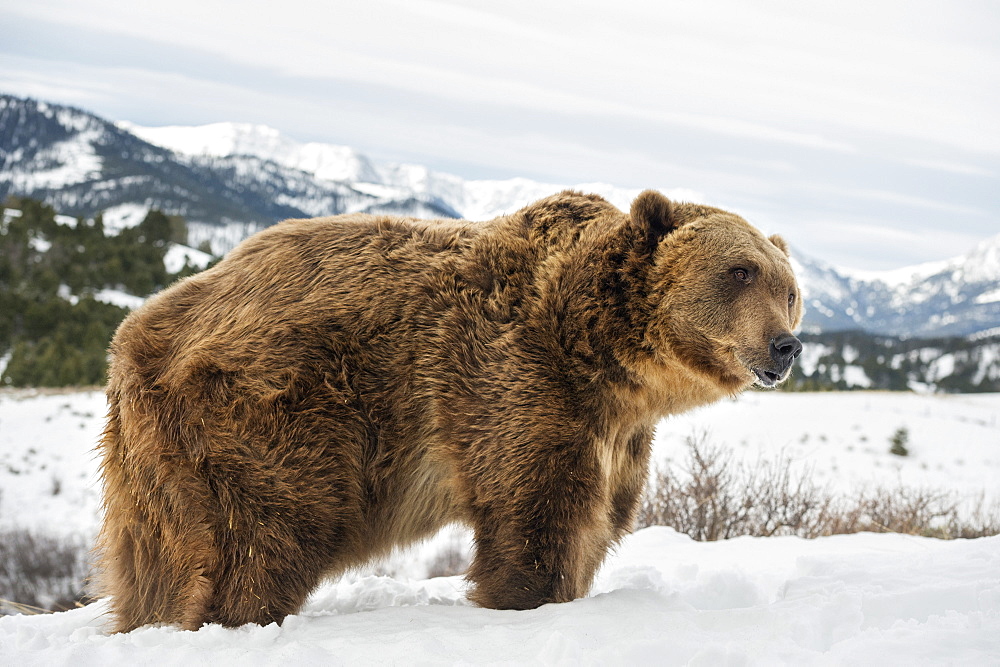 Brown bear (grizzly) (Ursus arctos), Montana, United States of America, North America