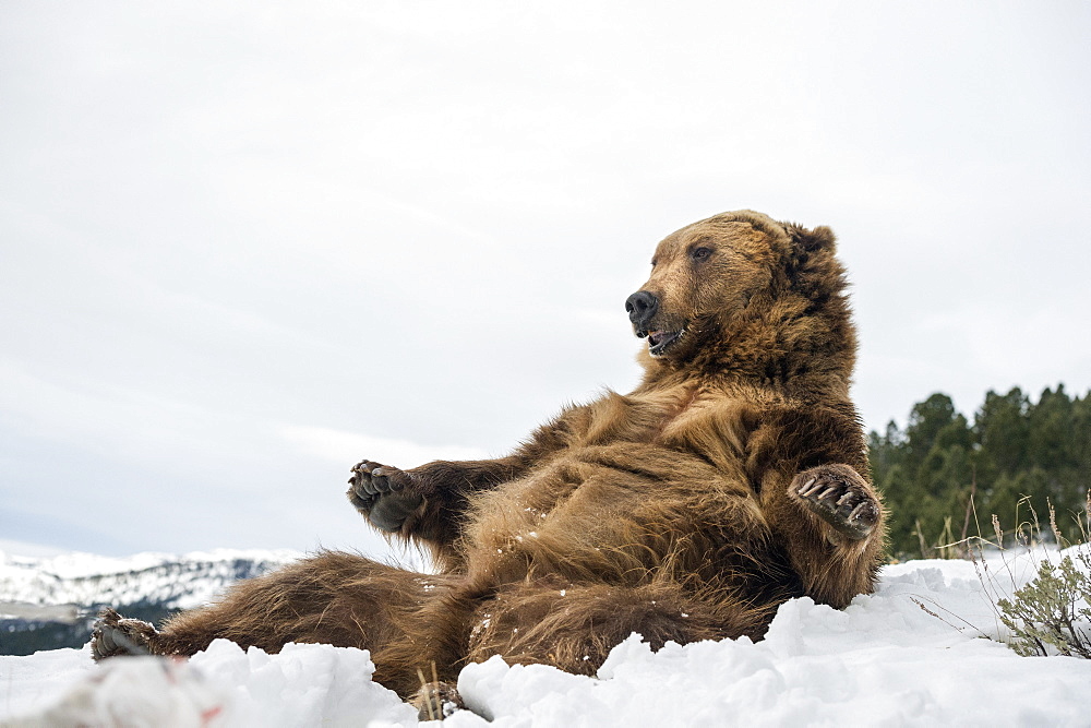 Brown bear (grizzly) (Ursus arctos), Montana, United States of America, North America