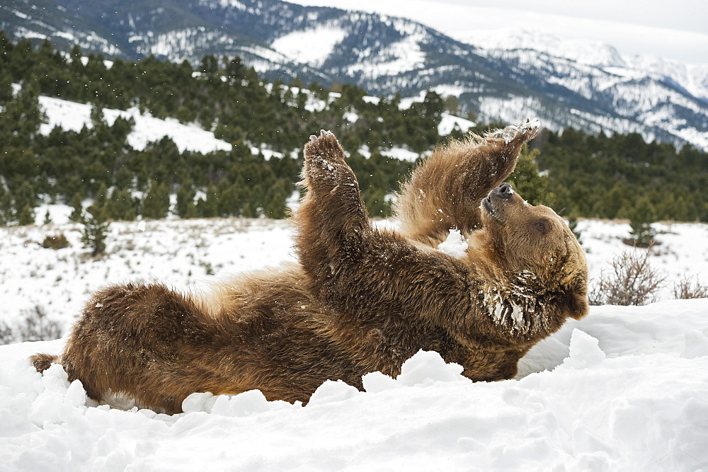 Brown bear (grizzly) (Ursus arctos), Montana, United States of America, North America