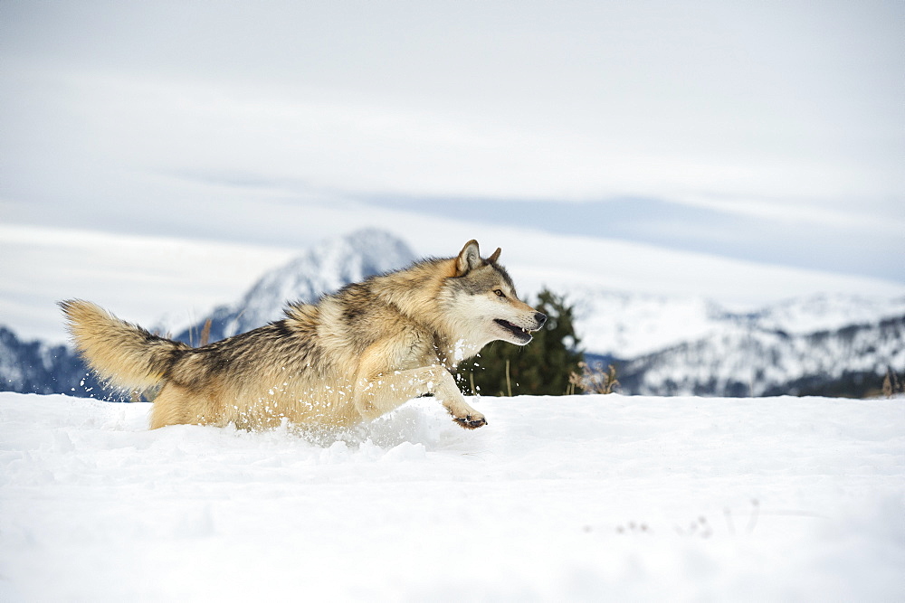 Grey wolf (timber wolf) (Canis lupis), Montana, United States of America, North America