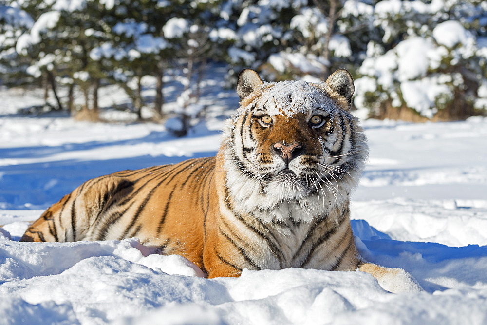 Siberian Tiger (Panthera tigris altaica), Montana, United States of America, North America