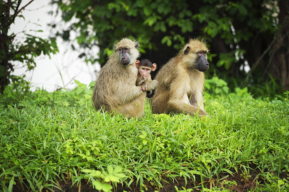 Mother and baby yellow baboon (Papio cynocephalus), South Luangwa National Park, Zambia, Africa