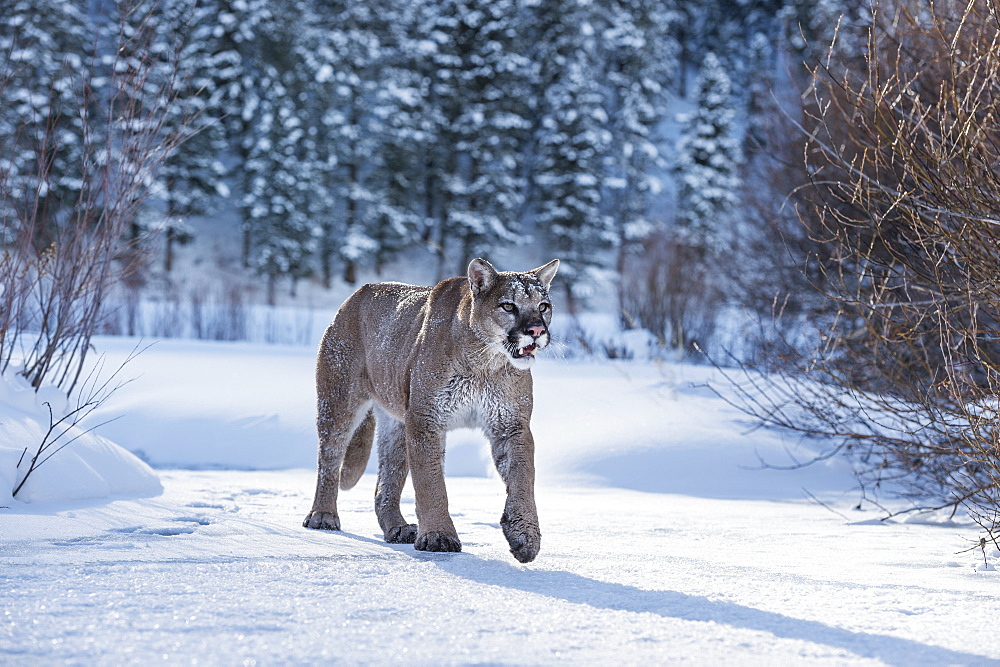 Mountain lion (puma) (cougar) (Puma concolor), Montana, United States of America, North America