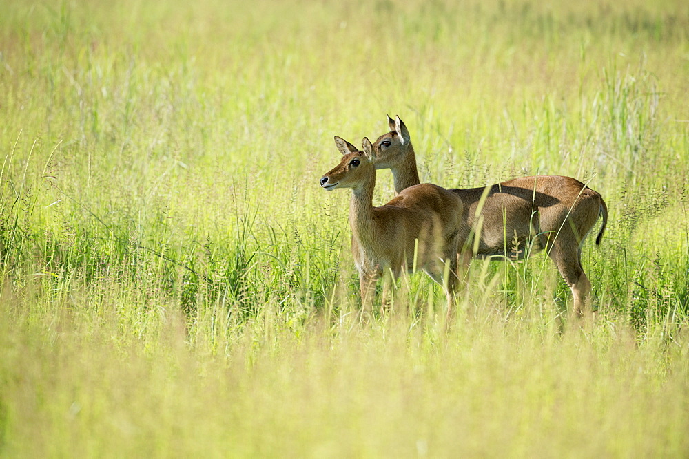 Female impala (Aepyceros melampus), South Luangwa National Park, Zambia, Africa