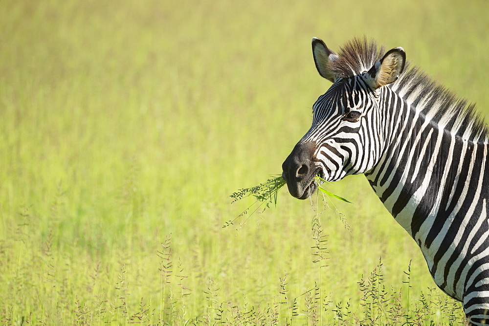 Crawshays zebra (Equus quagga crawshayi), South Luangwa National Park, Zambia, Africa