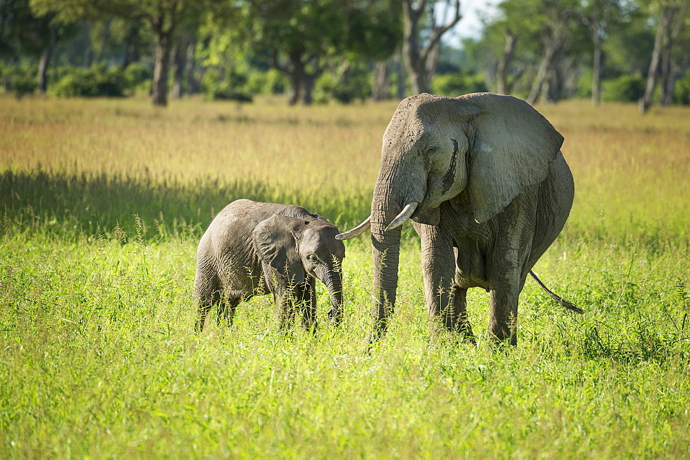 African elephant (Loxodonta) mother and calf, South Luangwa National Park, Zambia, Africa