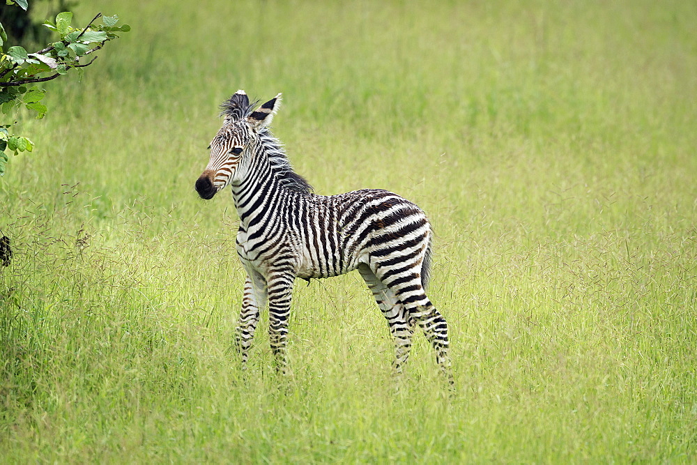 Crawshays zebra foal (Equus quagga crawshayi), South Luangwa National Park, Zambia, Africa