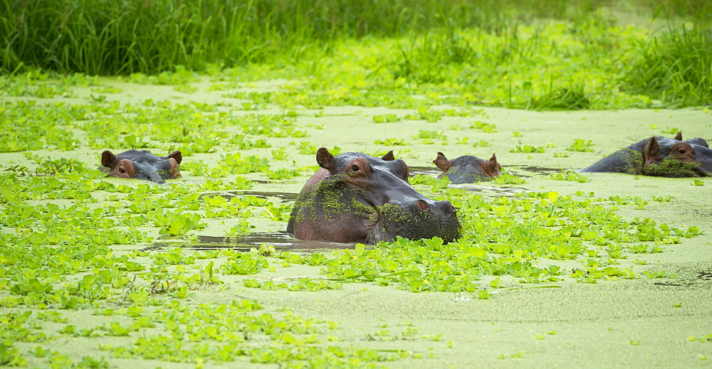 Hippopotamus (Hippos) wallowing in Hippo pool, South Luangwa National Park, Zambia, Africa