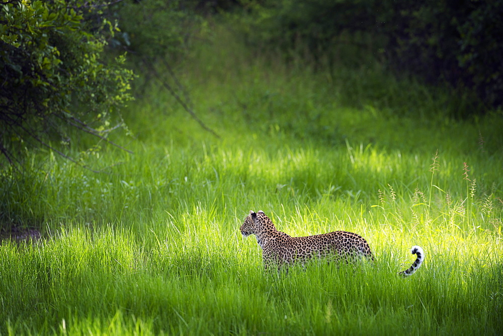 Leopard (Panthera), South Luangwa National Park, Zambia, Africa