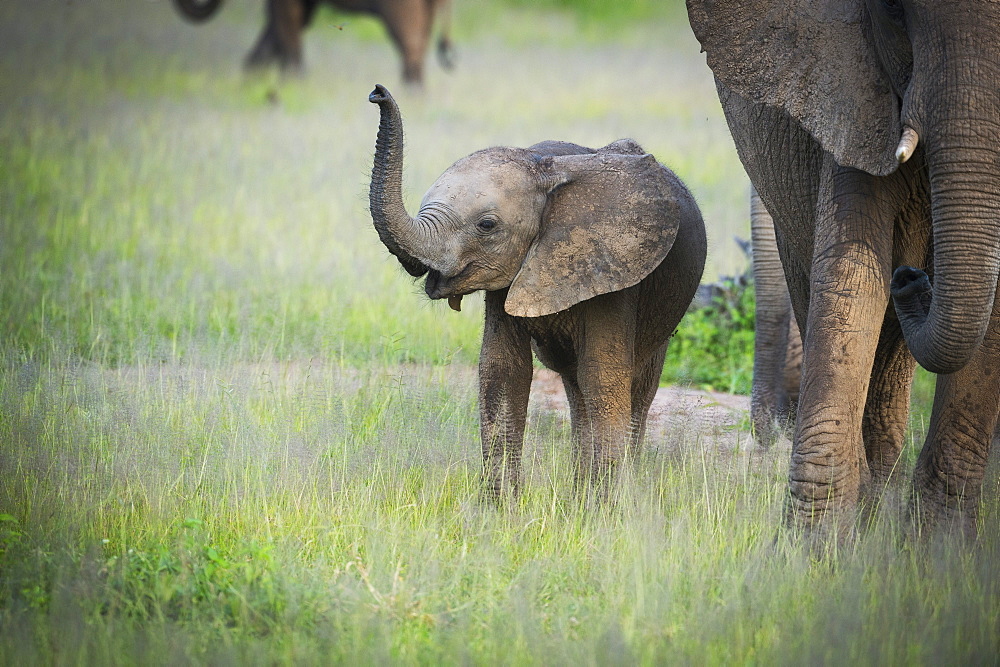 African elephant (Loxodonta) mother and calf, South Luangwa National Park, Zambia, Africa