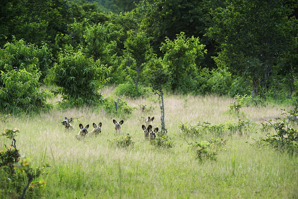 Pack of African wild dogs (painted dog) (Cape hunting dog) (Lycaon pictus), South Luangwa, Zambia, Africa