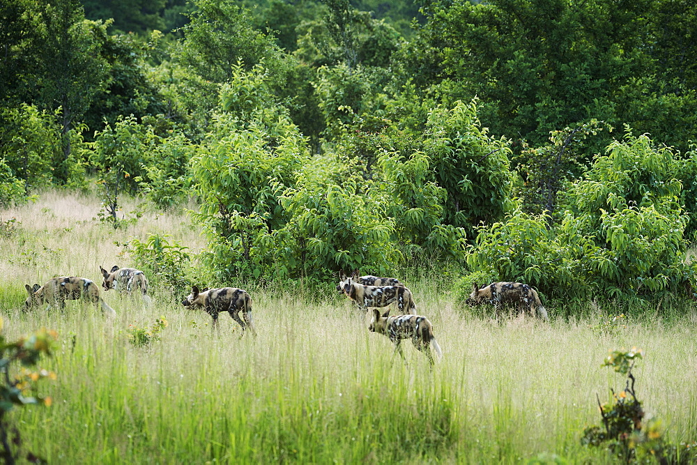 Pack of African wild dogs (painted dog) (Cape hunting dog) (Lycaon pictus), South Luangwa, Zambia, Africa