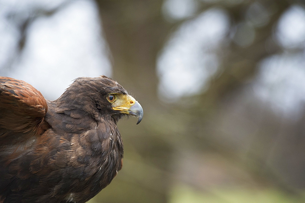 Harris hawk (Parabuteo unicinctus), raptor, Herefordshire, England, United Kingdom, Europe