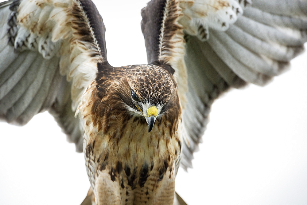 Red-tailed hawk (Buteo jamaicensis), bird of prey, England, United Kingdom, Europe