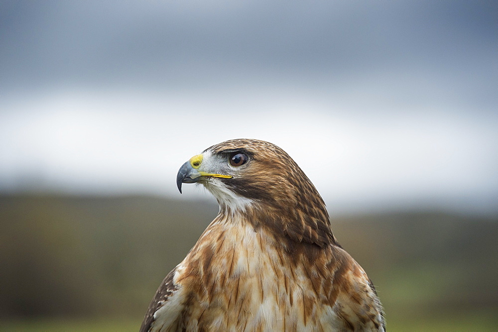 Red-tailed hawk (Buteo jamaicensis), bird of prey, Herefordshire, England, United Kingdom, Europe