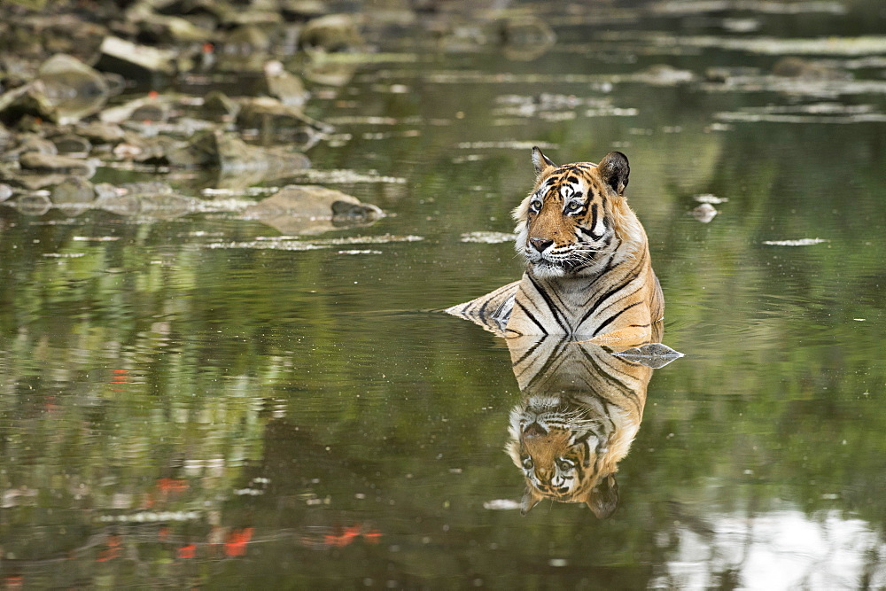 Ustaad, T24, Royal Bengal tiger (Tigris tigris), Ranthambhore, Rajasthan, India, Asia