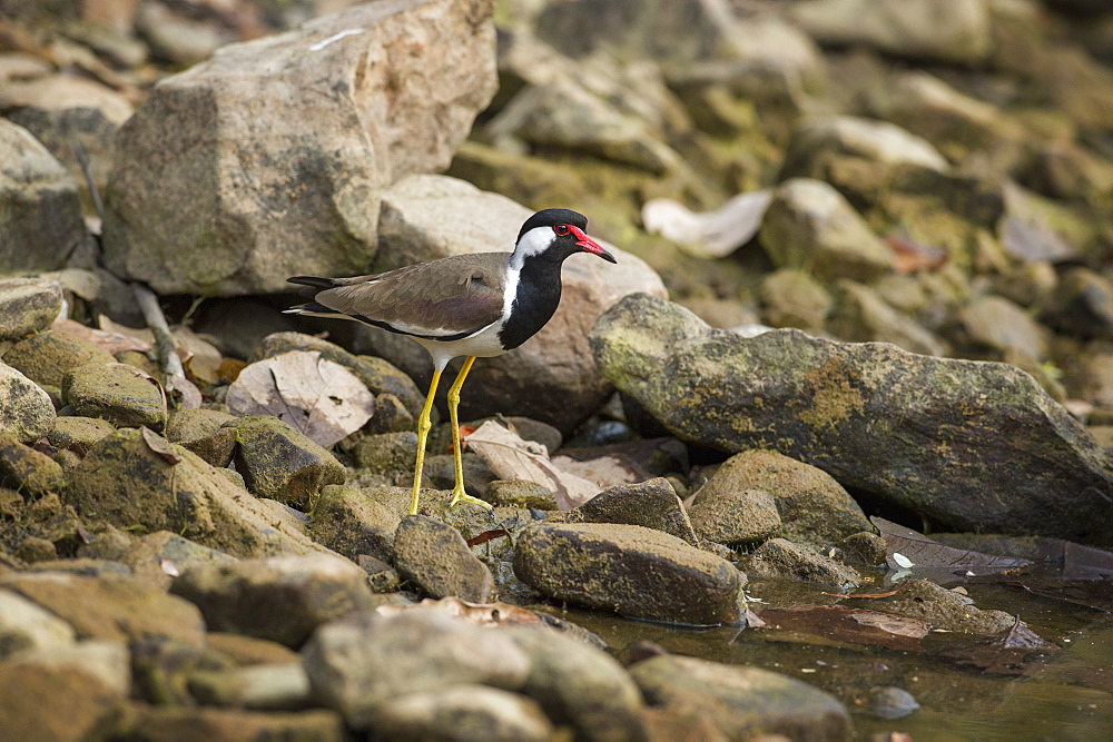 Red wattled lapwing (Vanellus indicus), Ranthambhore, Rajasthan, India, Asia