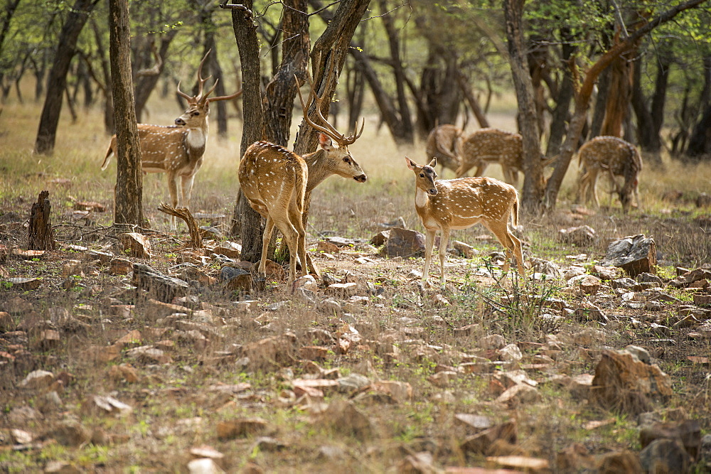 Spotted deer (cheetal) (chital deer) (axis deer) (Axis axis), Ranthambhore, Rajasthan, India, Asia