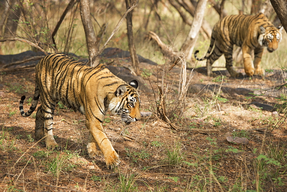 Royal Bengal tiger (Tigris tigris) cubs, Ranthambhore, Rajasthan, India, Asia