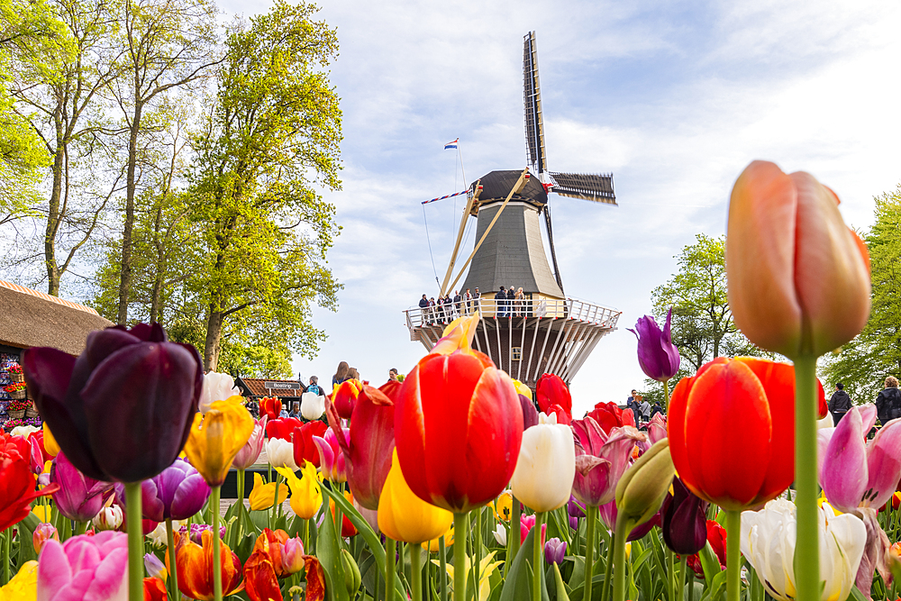 Tulips and Windmills in Keukenhof garden, Lisse, South Holland, The Netherlands, Europe