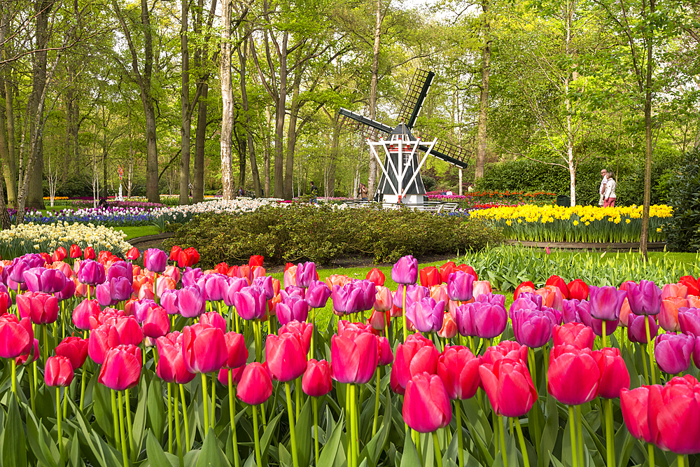 Tulips and Windmills in Keukenhof garden, Lisse, South Holland, The Netherlands, Europe