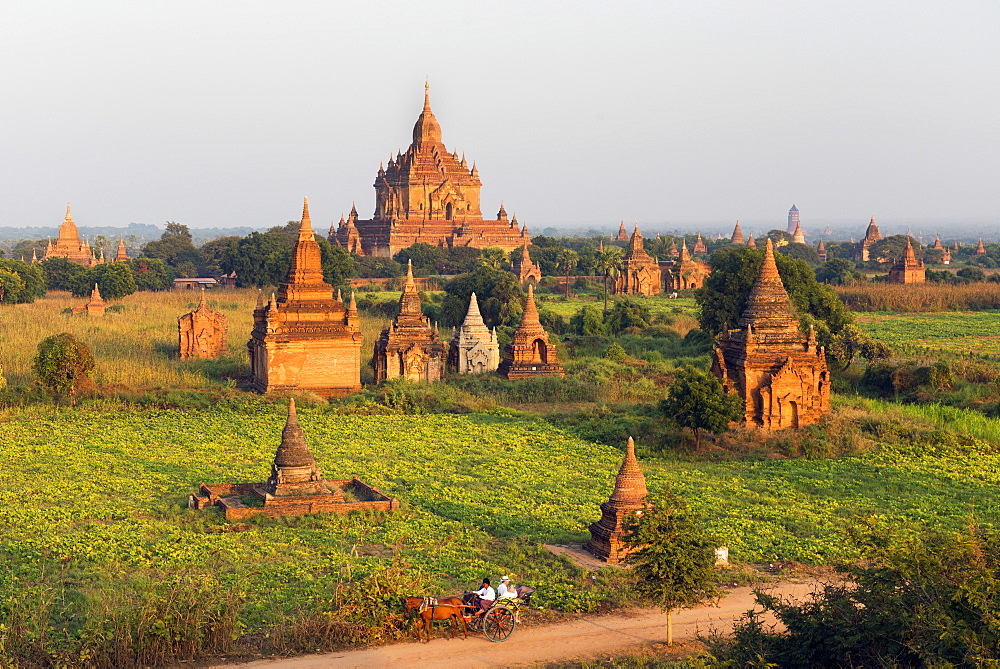 Traditional horse and cart passing the Pagodas in Bagan (Pagan), Myanmar (Burma), Asia