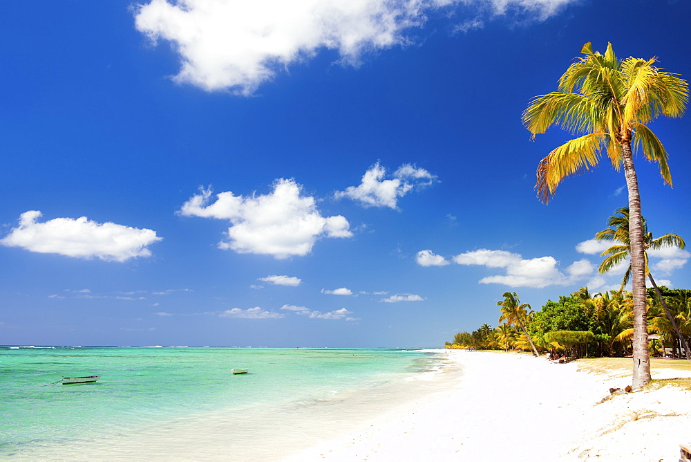 Turquoise sea and white palm fringed beach, Le Morne, Black River, Mauritius, Indian Ocean, Africa