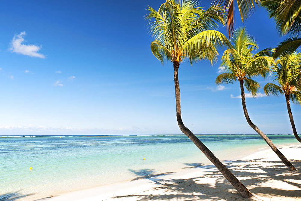 Turquoise sea and white palm fringed beach at Wolmar, Black River, Mauritius, Indian Ocean, Africa