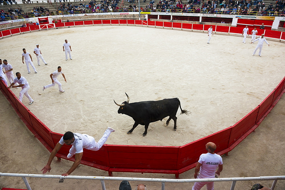 Camargue Bull running, Camargue, Rhone, France, Europe