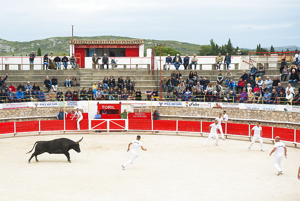 Camargue Bull running, Camargue, Rhone, France, Europe