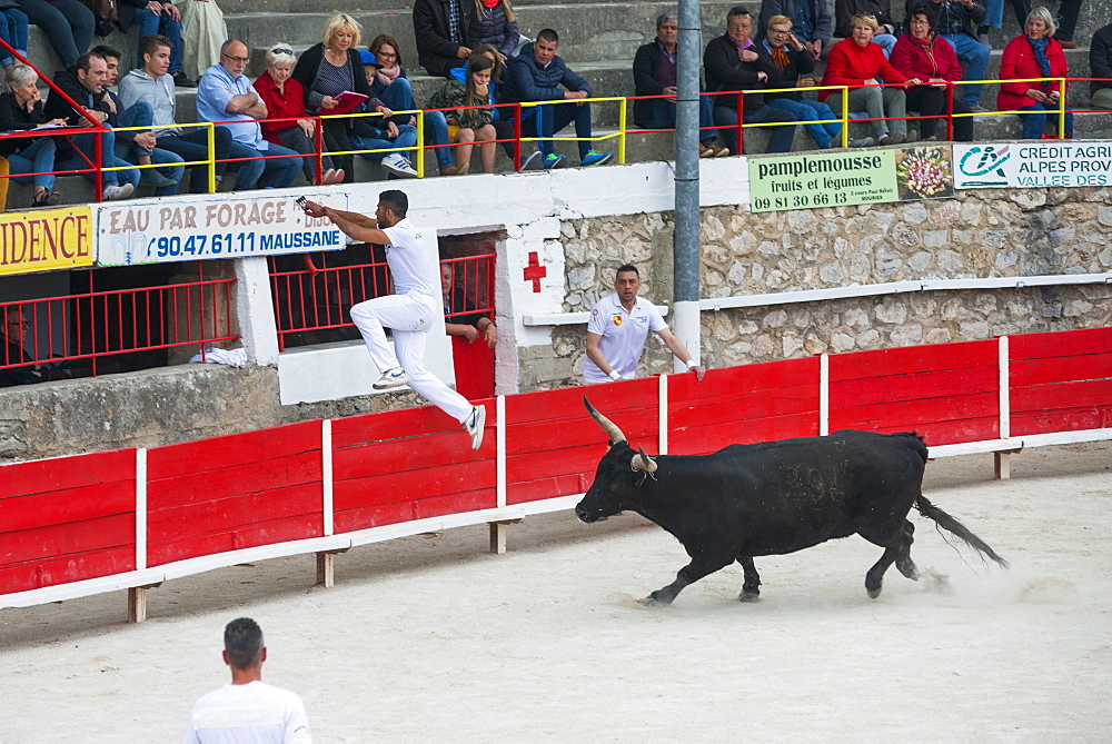 Camargue Bull running, Camargue, Rhone, France, Europe