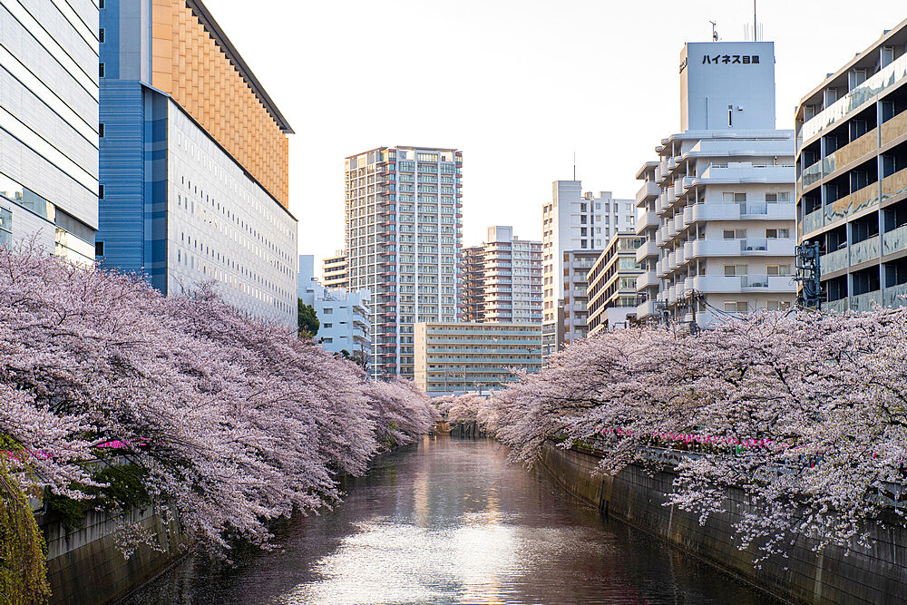 Early morning on the Meguro River, Tokyo, Japan, Asia