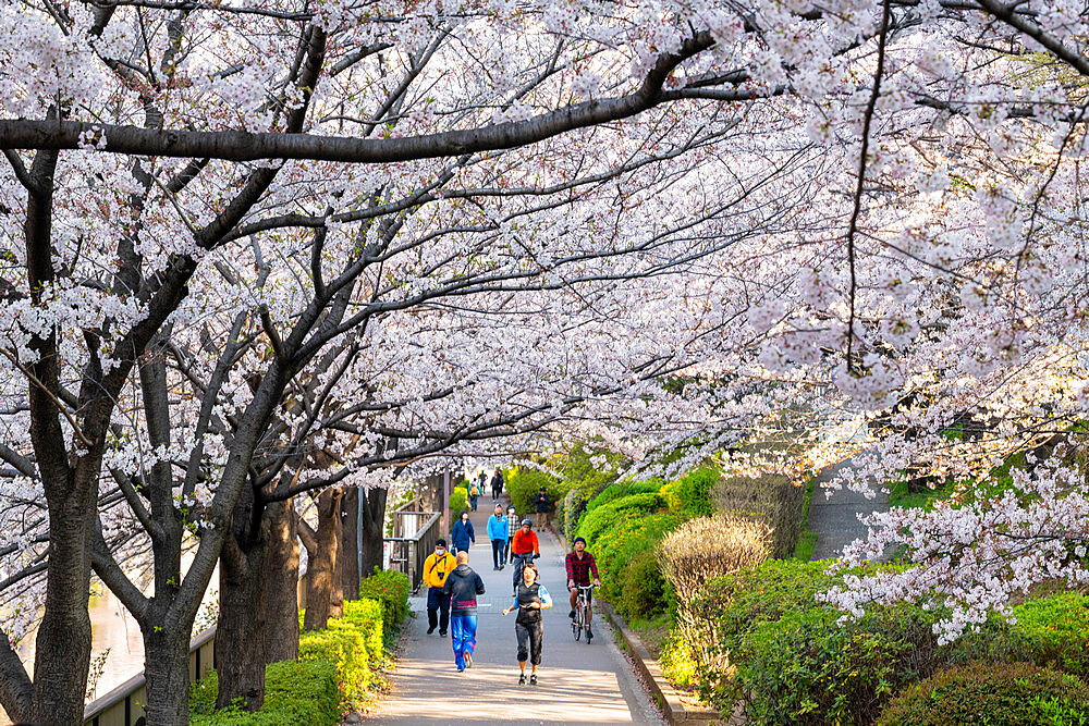 Early morning on the Meguro River, Tokyo, Japan, Asia