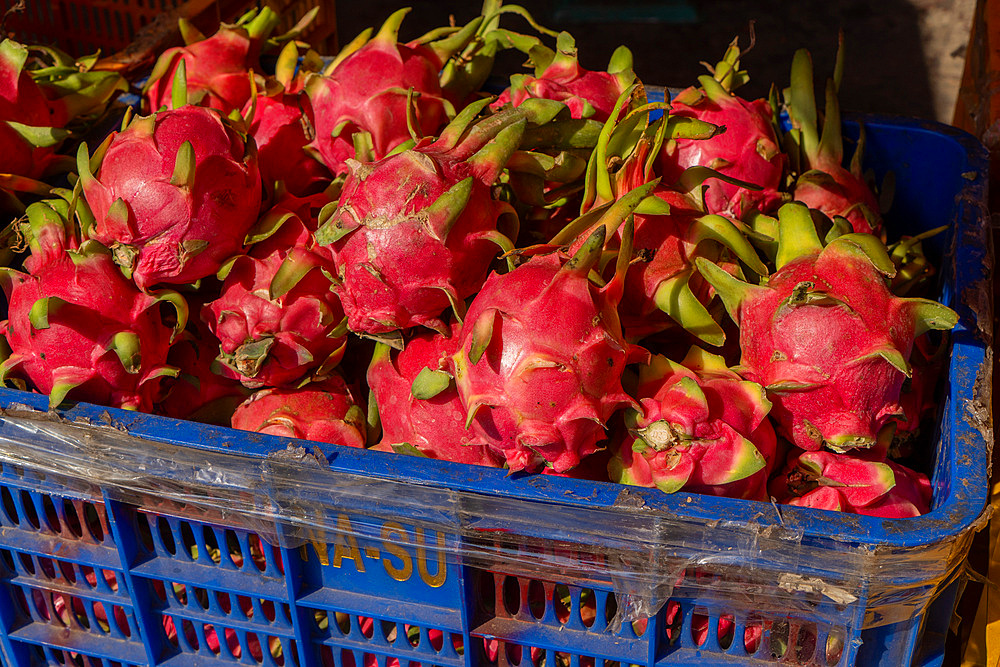Dragon fruit for sale at Kad Luang fish and vegetable market in Chiang Mai, Thailand, Southeast Asia, Asia