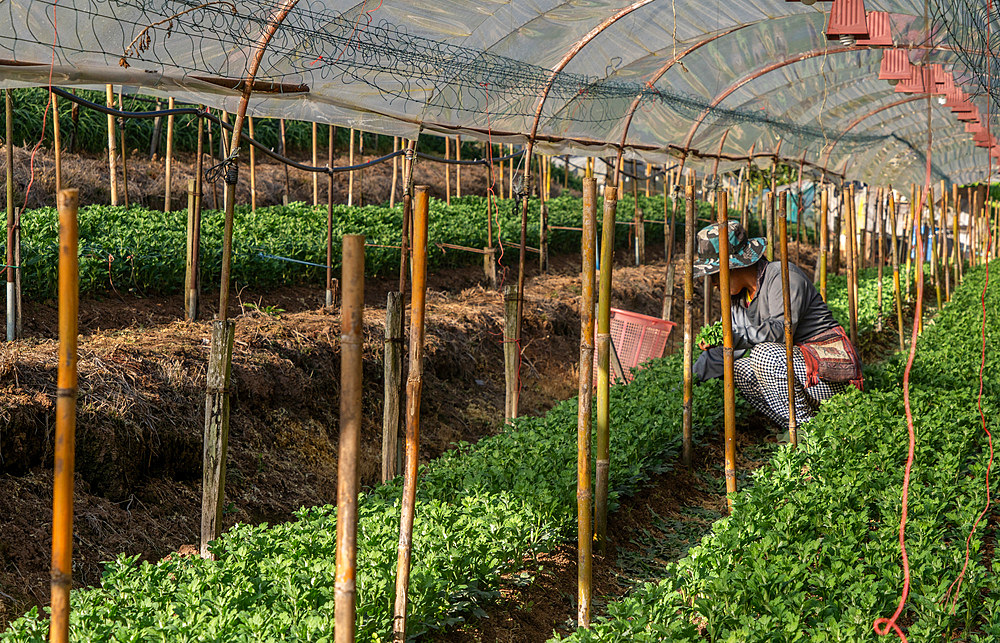 First nation Karen farmers working in fruit and flower polytunnel in Mae Hong Son province, Thailand, Southeast Asia, Asia