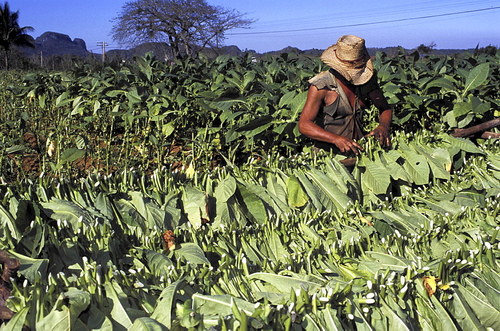 Tobacco growing, cuba. Pinar del rio province, vinales