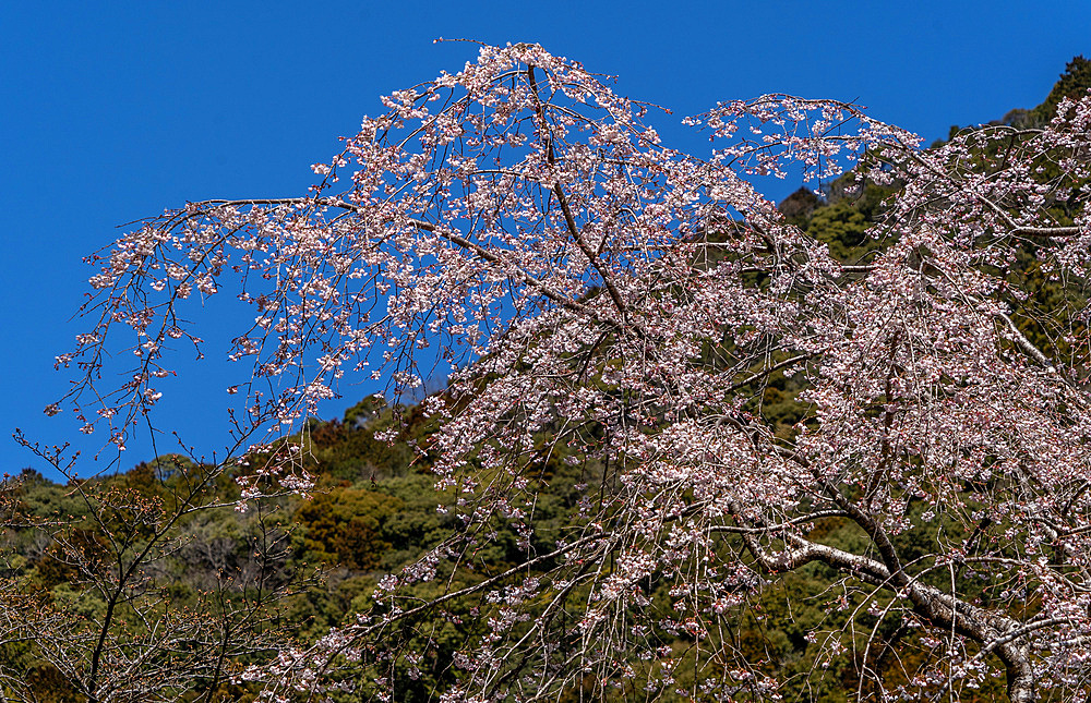 Tree in blossom along the Kumano Kodo ancient pilgrimage route near Hongu, Honshu,  Japan, Asia