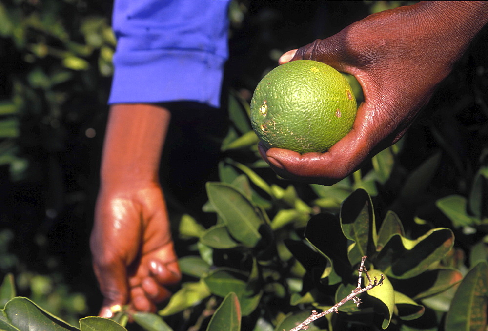 Agriculture, south africa. Northern province. Packing oranges