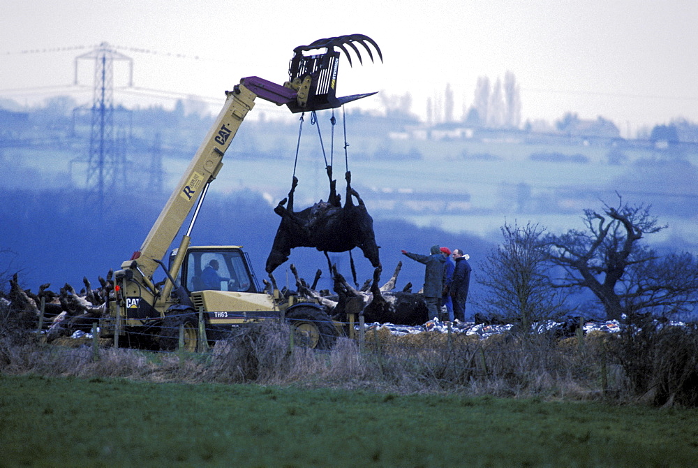 Foot and mouth, uk. Se england, essex. Bulldozers lifting corpses of foot and mouth disease infected cows, slaughtered at a farm in essex. March 2001