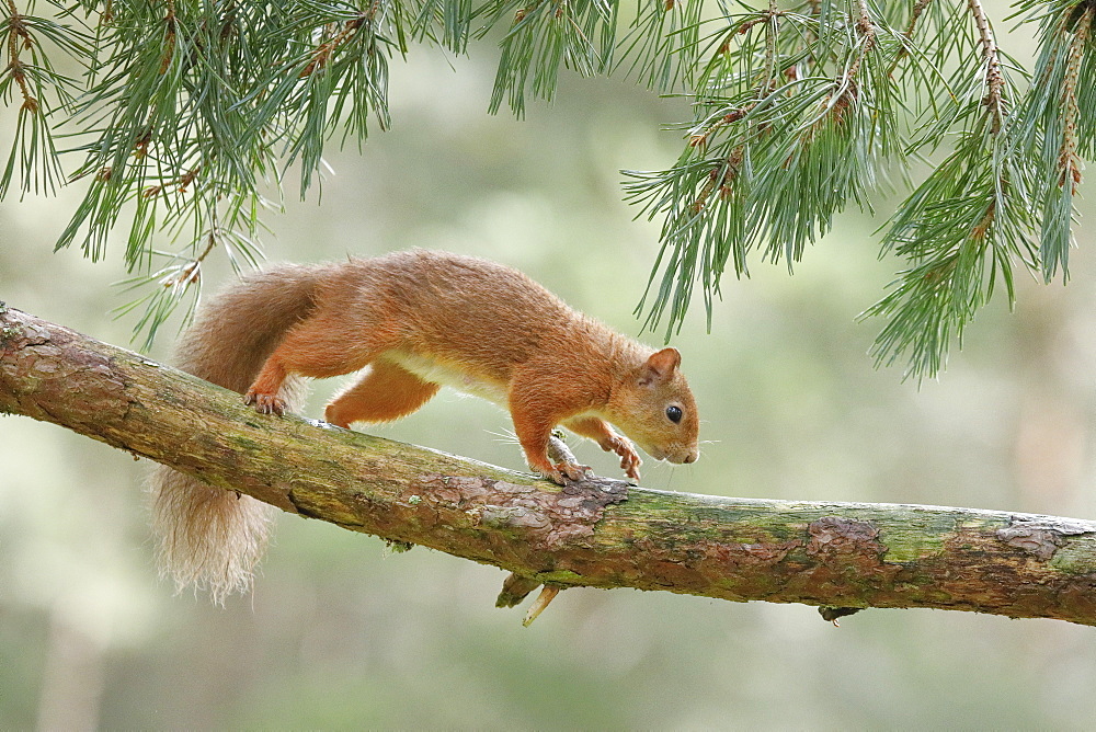 Eurasian Red Squirrel (Sciurus vulgaris), Scotland, United Kingdom, Europe