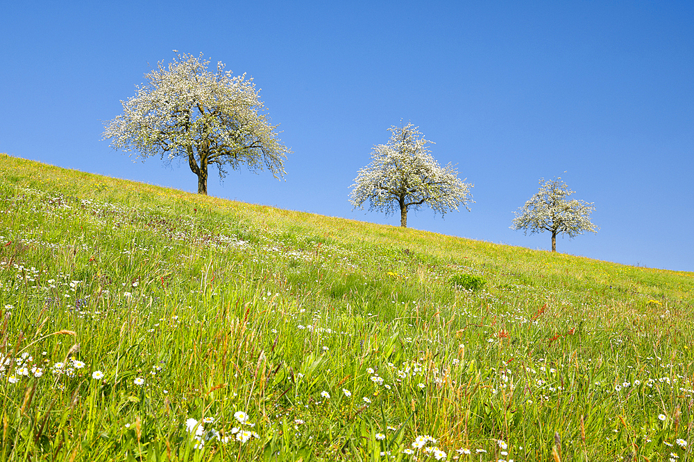 Three pear trees standing in flowering meadow, springtime on a bright sunny day, Zurich, Switzerland, Europe