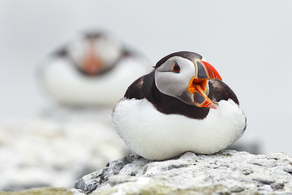 Atlantic puffin (Fratercula arctica), United Kingdom, Europe