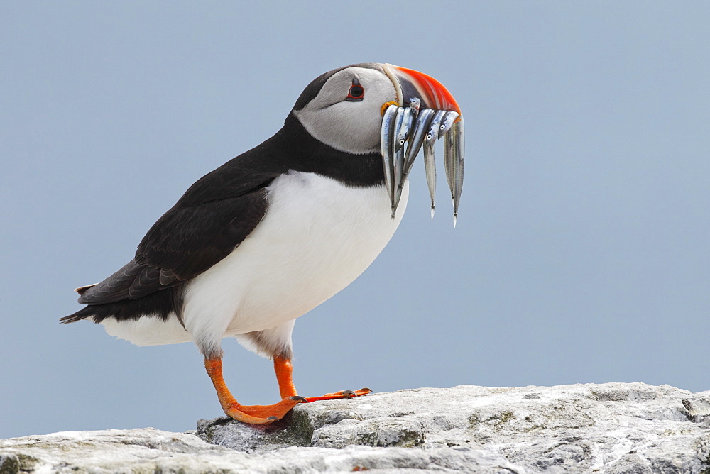 Atlantic puffin (Fratercula arctica) with sand eels, United Kingdom, Europe