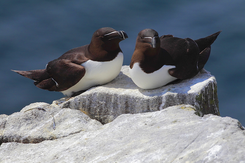 Razorbill (Alca torda), United Kingdom, Europe