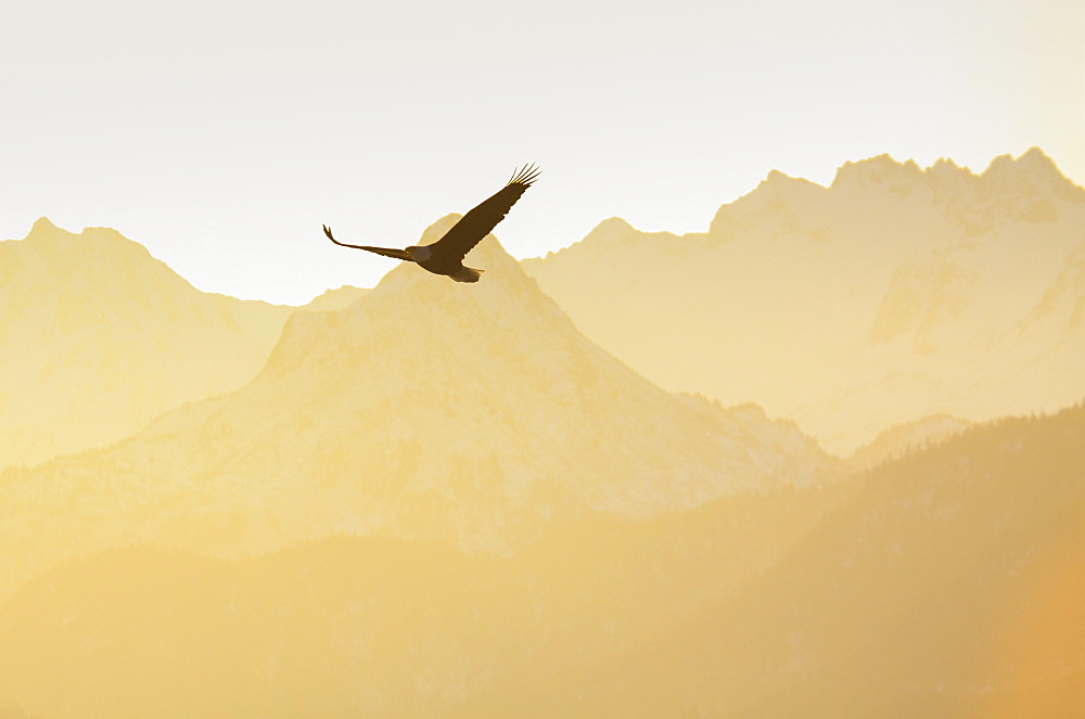 Bald eagle, Kenai Peninsula, Alaska, United States of America, North America