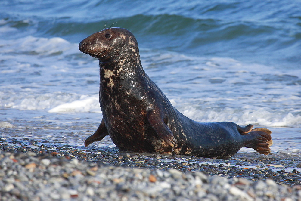 Grey seal, Helgoland-Duene, Germany, Europe