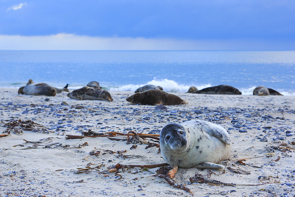 Grey seal, Helgoland-Duene, Germany, Europe