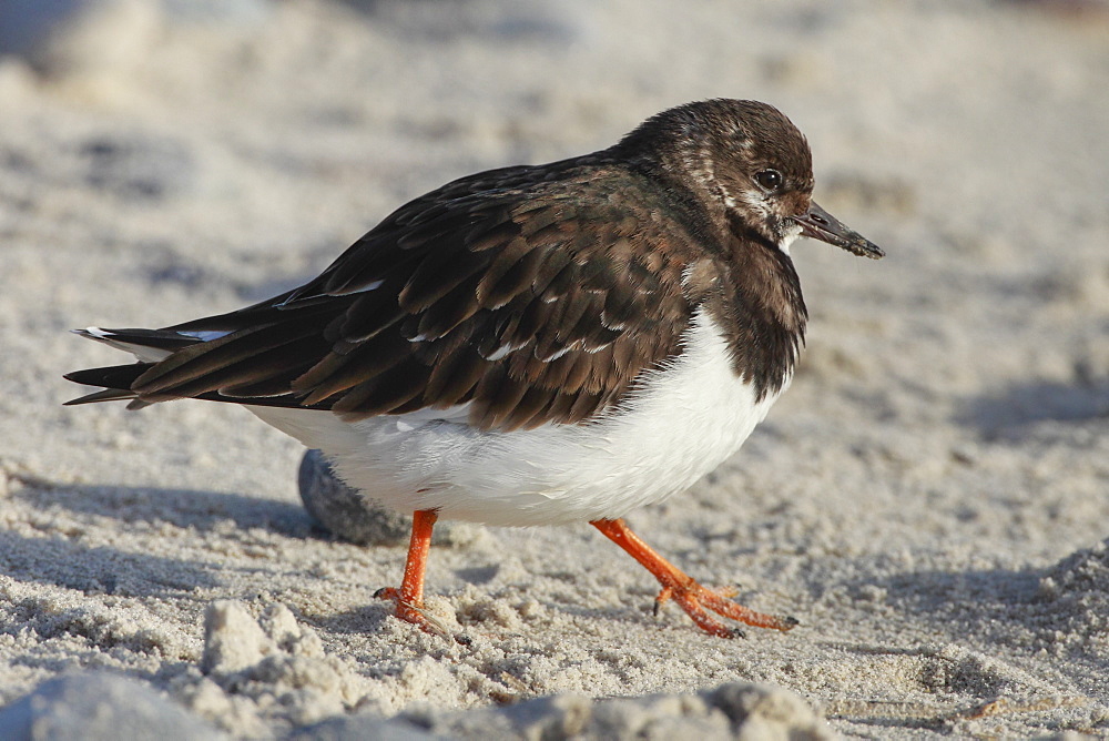 Ruddy turnstone on sandy beach, Germany, Europe